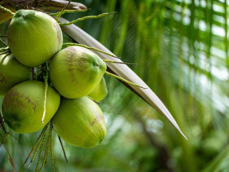 Des Philippines à Renaison : Notre noix de coco